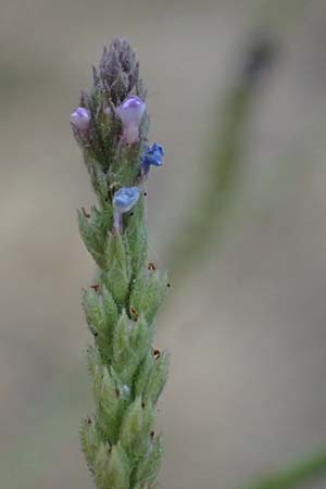 Verbena officinalis \ Gew�hnliches Eisenkraut / Vervain, A Seewinkel, Apetlon 16.8.2026
