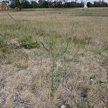 Verbena officinalis \ Gew�hnliches Eisenkraut / Vervain, A Seewinkel, Apetlon 16.8.2026