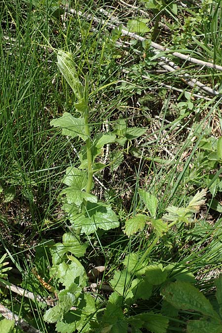 Sicyos angulatus \ Haar-Gurke / Bur Cucumber, A K&auml;rnten/Carinthia, St. Paul im Lavanttal 16.5.2016