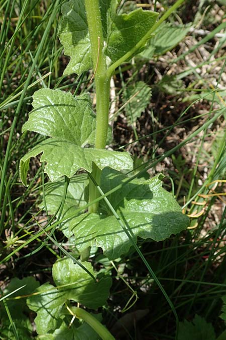 Sicyos angulatus \ Haar-Gurke / Bur Cucumber, A K&auml;rnten/Carinthia, St. Paul im Lavanttal 16.5.2016