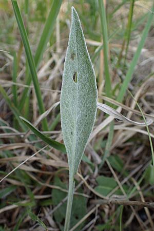 Centaurea triumfettii \ Triumfettis Flockenblume, Filz-Kornblume / Triumfetti's Cornflower, A Seewinkel, Apetlon 8.5.2022