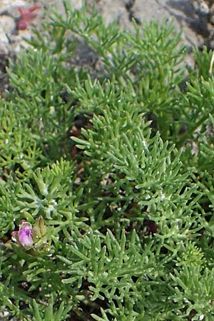 Tripleurospermum inodorum \ Geruchlose Kamille / Scentless Mayweed, A Seewinkel, Apetlon 8.5.2022