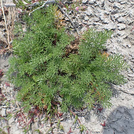 Tripleurospermum inodorum \ Geruchlose Kamille / Scentless Mayweed, A Seewinkel, Apetlon 8.5.2022
