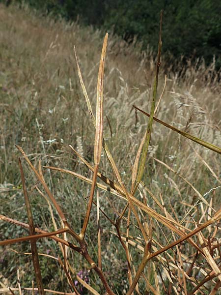 Hesperis tristis \ Trauer-Nachtviole, Trbe Nachtviole / Sad Night Violet, A Hainburg 8.7.2023
