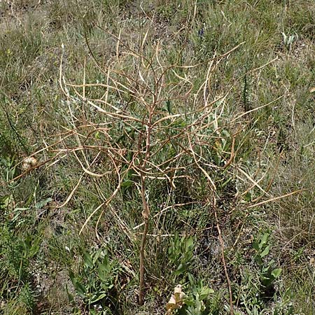 Hesperis tristis \ Trauer-Nachtviole, Trbe Nachtviole / Sad Night Violet, A Hainburg 8.7.2023