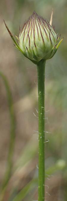 Cephalaria transsylvanica \ Siebenbrger Schuppenkopf / Transsilvanian Scabiosa, A Wien 10.7.2023