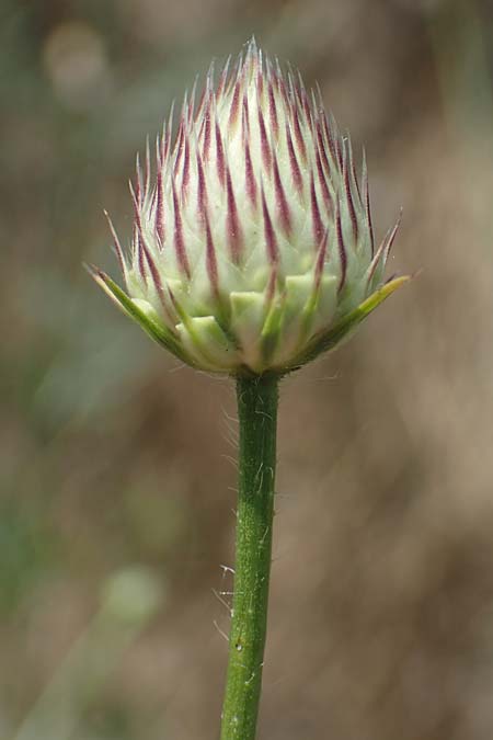 Cephalaria transsylvanica \ Siebenbrger Schuppenkopf / Transsilvanian Scabiosa, A Wien 10.7.2023