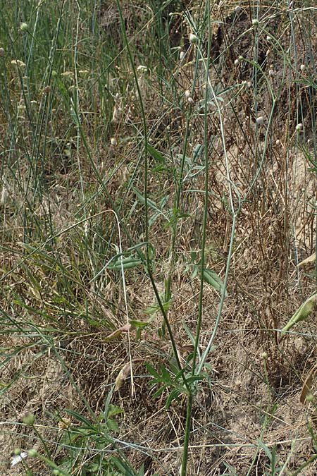 Cephalaria transsylvanica \ Siebenbrger Schuppenkopf / Transsilvanian Scabiosa, A Wien 10.7.2023