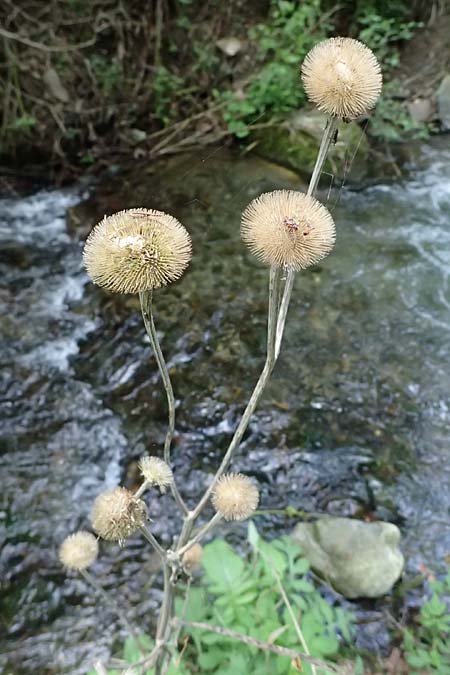 Telekia speciosa \ Groe Telekie / Yellow Oxeye, A Fronleiten 13.5.2025