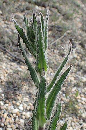 Silene viscosa \ Klebrige Lichtnelke, Klebriges Leimkraut / Sticky Catchfly, A Seewinkel, Apetlon 8.5.2022