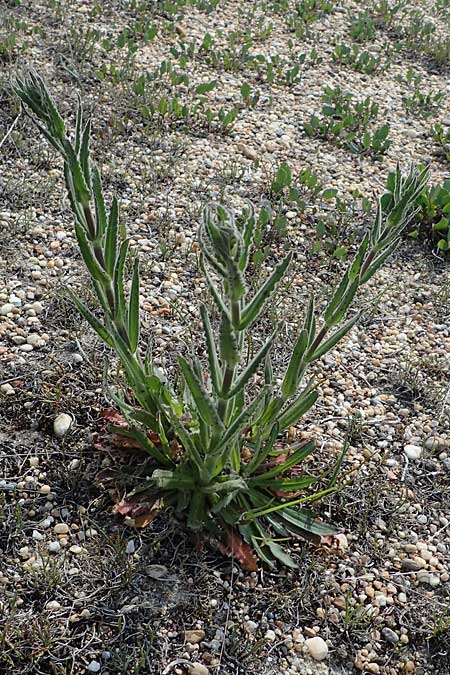 Silene viscosa \ Klebrige Lichtnelke, Klebriges Leimkraut / Sticky Catchfly, A Seewinkel, Apetlon 8.5.2022