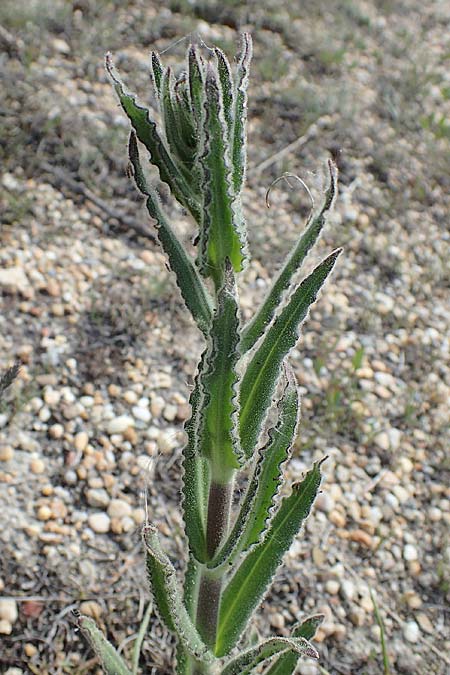 Silene viscosa \ Klebrige Lichtnelke, Klebriges Leimkraut / Sticky Catchfly, A Seewinkel, Apetlon 8.5.2022