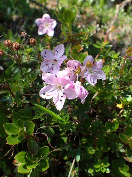 Rhodothamnus chamaecistus \ Zwerg-Alpenrose / Dwarf Alpenrose, A Lawinenstein 5.7.2020