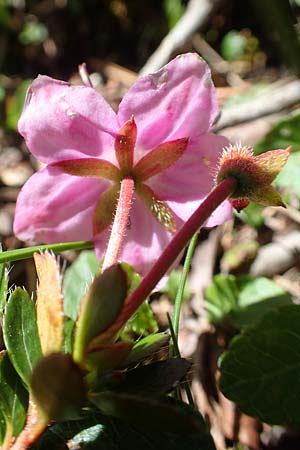 Rhodothamnus chamaecistus \ Zwerg-Alpenrose / Dwarf Alpenrose, A Lawinenstein 5.7.2020