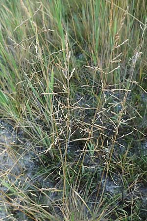 Puccinellia peisonis \ Zick-Salzschwaden, Neusiedlersee-Salzschwaden / Lake Neusiedl Saltmarsh Grass, A Seewinkel, Podersdorf 11.7.2023