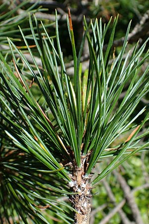 Pinus cembra \ Zirbel-Kiefer, Arve / Arolla Pine, Swiss Stone Pine, A Seetaler Alpen, Zirbitzkogel 28.6.2021