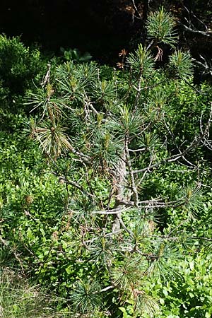 Pinus cembra \ Zirbel-Kiefer, Arve / Arolla Pine, Swiss Stone Pine, A Seetaler Alpen, Zirbitzkogel 28.6.2021