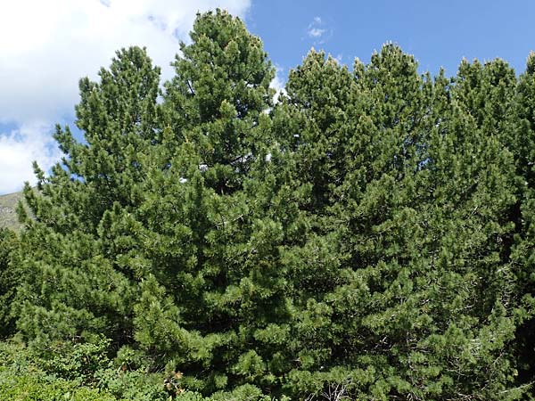 Pinus cembra \ Zirbel-Kiefer, Arve / Arolla Pine, Swiss Stone Pine, A Seetaler Alpen, Zirbitzkogel 28.6.2021
