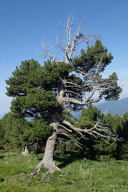 Pinus cembra \ Zirbel-Kiefer, Arve / Arolla Pine, Swiss Stone Pine, A Seetaler Alpen, Zirbitzkogel 28.6.2021