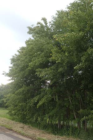 Populus tremula \ Zitter-Pappel, Espe / Aspen, A Wildon 20.5.2016