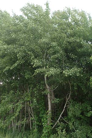Populus tremula \ Zitter-Pappel, Espe / Aspen, A Wildon 20.5.2016