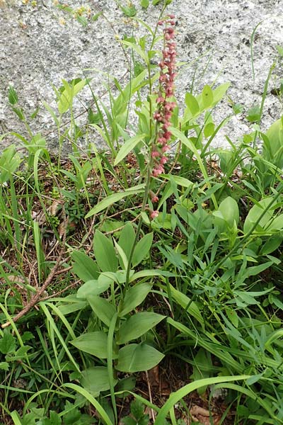 Epipactis atrorubens x helleborine, A   Altaussee 9.7.2020 