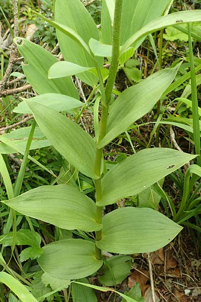 Epipactis atrorubens x helleborine, A   Altaussee 9.7.2020 