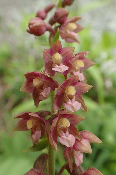Epipactis atrorubens x helleborine, A   Altaussee 9.7.2020 