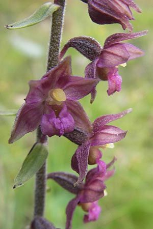 Epipactis atrorubens \ Braunrote Ständelwurz / Dark-red Helleborine, A  Hahntennjoch 16.7.2010 