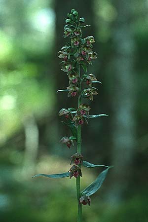 Epipactis atrorubens x helleborine, A   Lechtal, Forchach 7.8.1988 