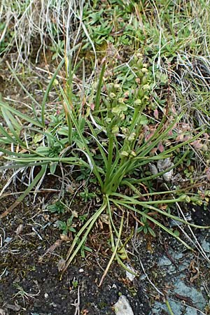 Chamorchis alpina \ Zwergorchis / Alpine Orchid, A  Großglockner 11.8.2025 