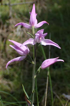 Cephalanthera rubra \ Rotes Waldvögelein, A  Weikersdorf am Steinfeld 7.7.2023 