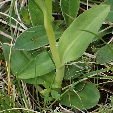 Coeloglossum viride / Frog Orchid (3 leaves), A  Felbertauern Nordportal 18.6.2026 