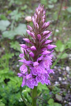 Dactylorhiza maculata / Spotted Orchid, A  Obertauern 8.6.2008 