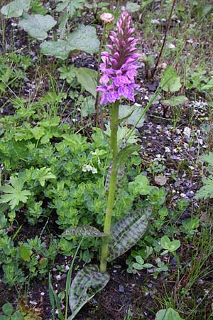 Dactylorhiza maculata / Spotted Orchid, A  Obertauern 8.6.2008 
