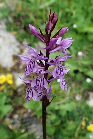 Dactylorhiza fuchsii \ Fuchssche Fingerwurz, Fuchssches Knabenkraut, A  Admont 5.7.2024 