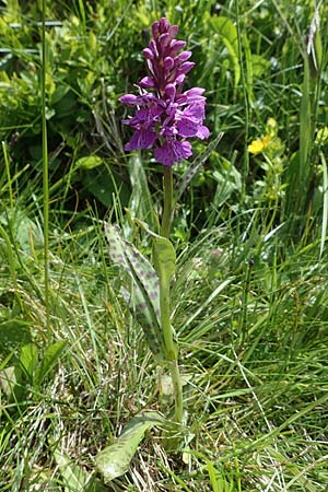 Dactylorhiza maculata / Spotted Orchid, A  Carinthia, Koralpe 5.7.2023 