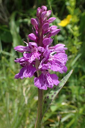 Dactylorhiza maculata / Spotted Orchid, A  Carinthia, Koralpe 5.7.2023 