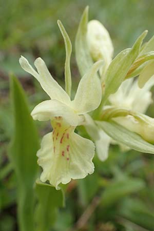 Dactylorhiza sambucina / Elder-Flower Orchid, Adam-and-Eve, A  Carinthia, Feistritz im Rosental 17.5.2016 