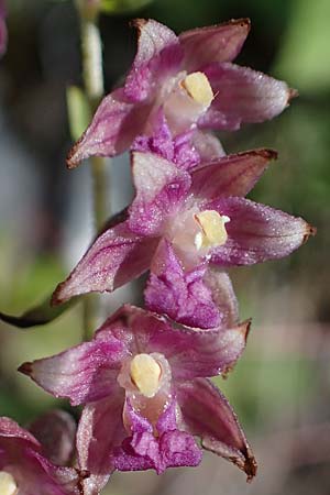 Epipactis atrorubens \ Braunrote Ständelwurz / Dark-red Helleborine, A  Pusterwald 29.7.2021 