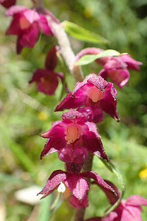 Epipactis atrorubens \ Braunrote Ständelwurz / Dark-red Helleborine, A  Altaussee 9.7.2020 