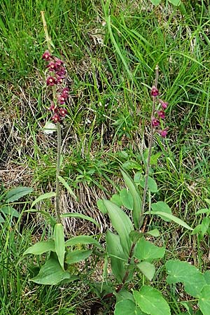 Epipactis atrorubens \ Braunrote Ständelwurz / Dark-red Helleborine, A  Altaussee 9.7.2020 