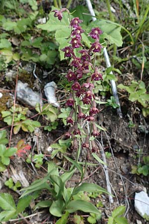 Epipactis atrorubens \ Braunrote Ständelwurz / Dark-red Helleborine, A  Pusterwald 29.7.2021 