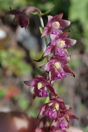 Epipactis atrorubens \ Braunrote Ständelwurz / Dark-red Helleborine, A  Pusterwald 29.7.2021 