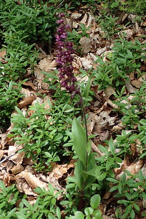 Epipactis atrorubens \ Braunrote Ständelwurz / Dark-red Helleborine, A  Kärnten/Carinthia, St.Paul im Lavanttal 6.7.2023 