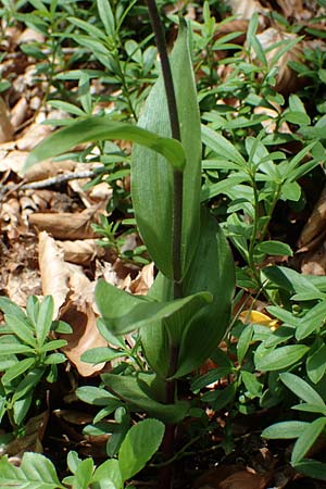 Epipactis atrorubens \ Braunrote Ständelwurz / Dark-red Helleborine, A  Kärnten/Carinthia, St.Paul im Lavanttal 6.7.2023 