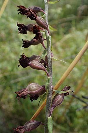 Epipactis atrorubens \ Braunrote Ständelwurz / Dark-red Helleborine, A  Kärnten/Carinthia, St.Paul im Lavanttal 6.7.2023 