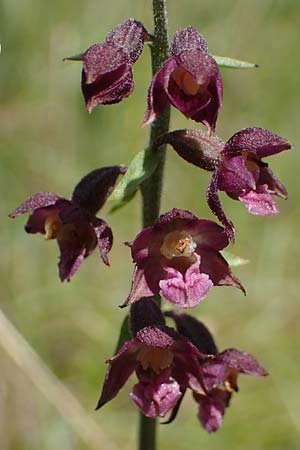Epipactis atrorubens \ Braunrote Ständelwurz / Dark-red Helleborine, A  Weikersdorf am Steinfeld 7.7.2023 