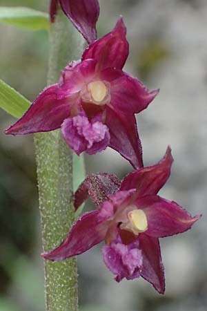 Epipactis atrorubens \ Braunrote Ständelwurz / Dark-red Helleborine, A  St.Gallen 4.7.2024 