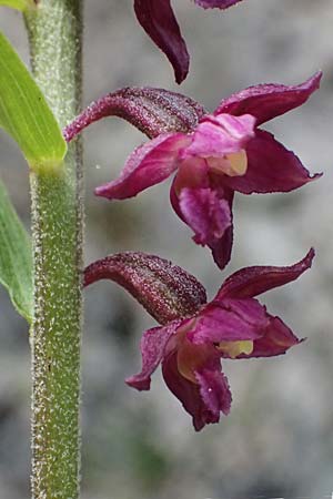 Epipactis atrorubens \ Braunrote Ständelwurz / Dark-red Helleborine, A  St.Gallen 4.7.2024 